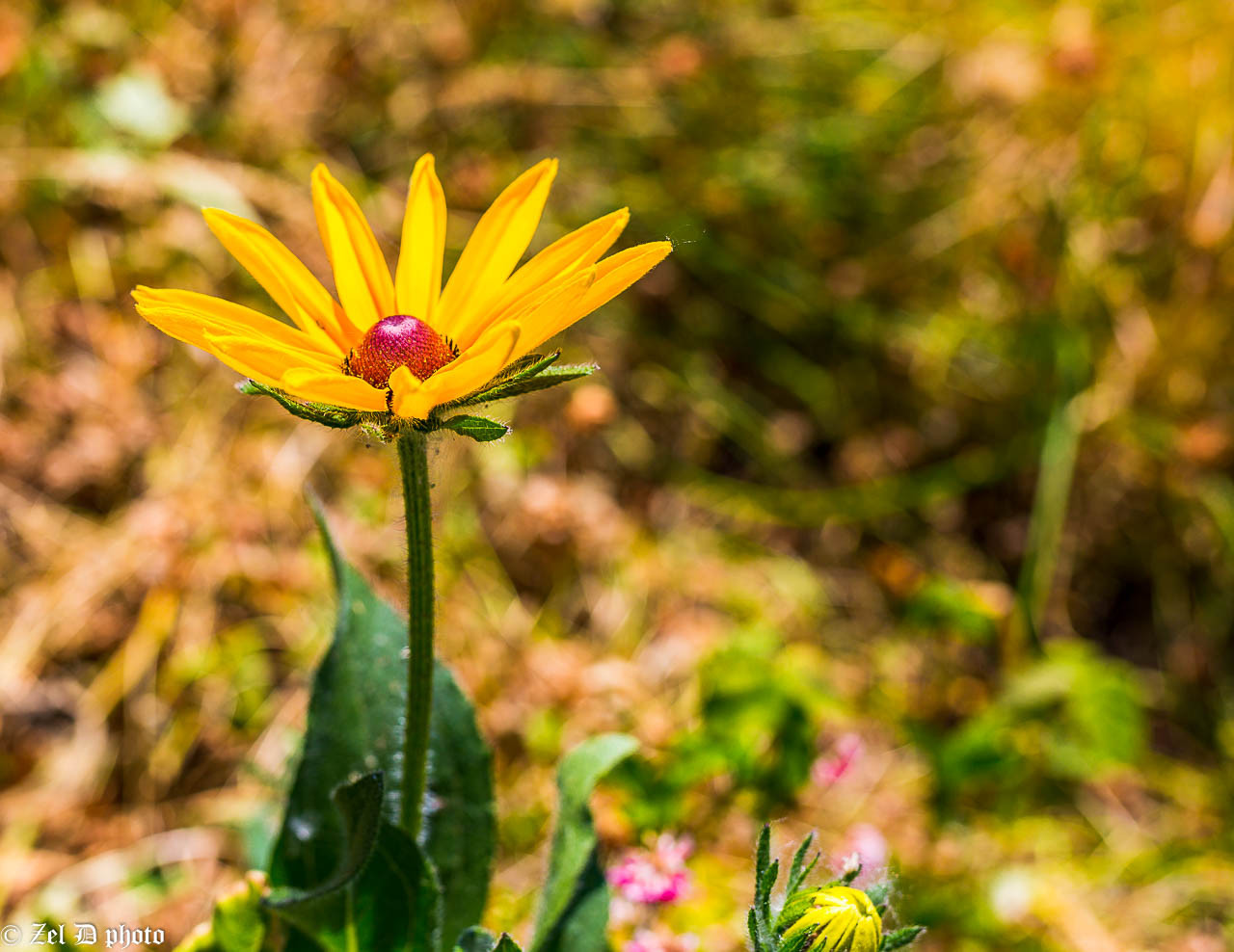 Fonds d'cran Nature Fleurs 