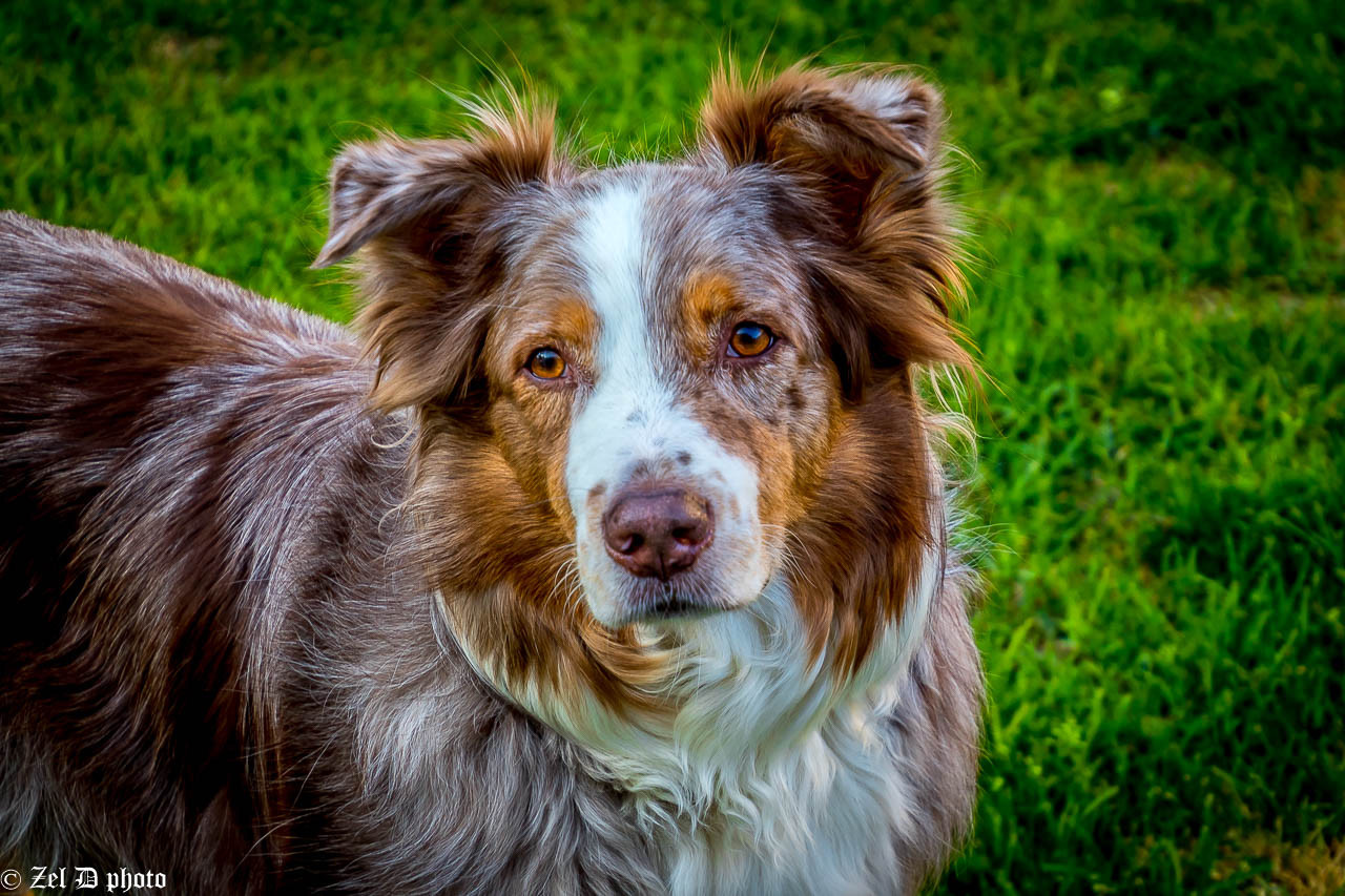 Fonds d'cran Animaux Chiens 