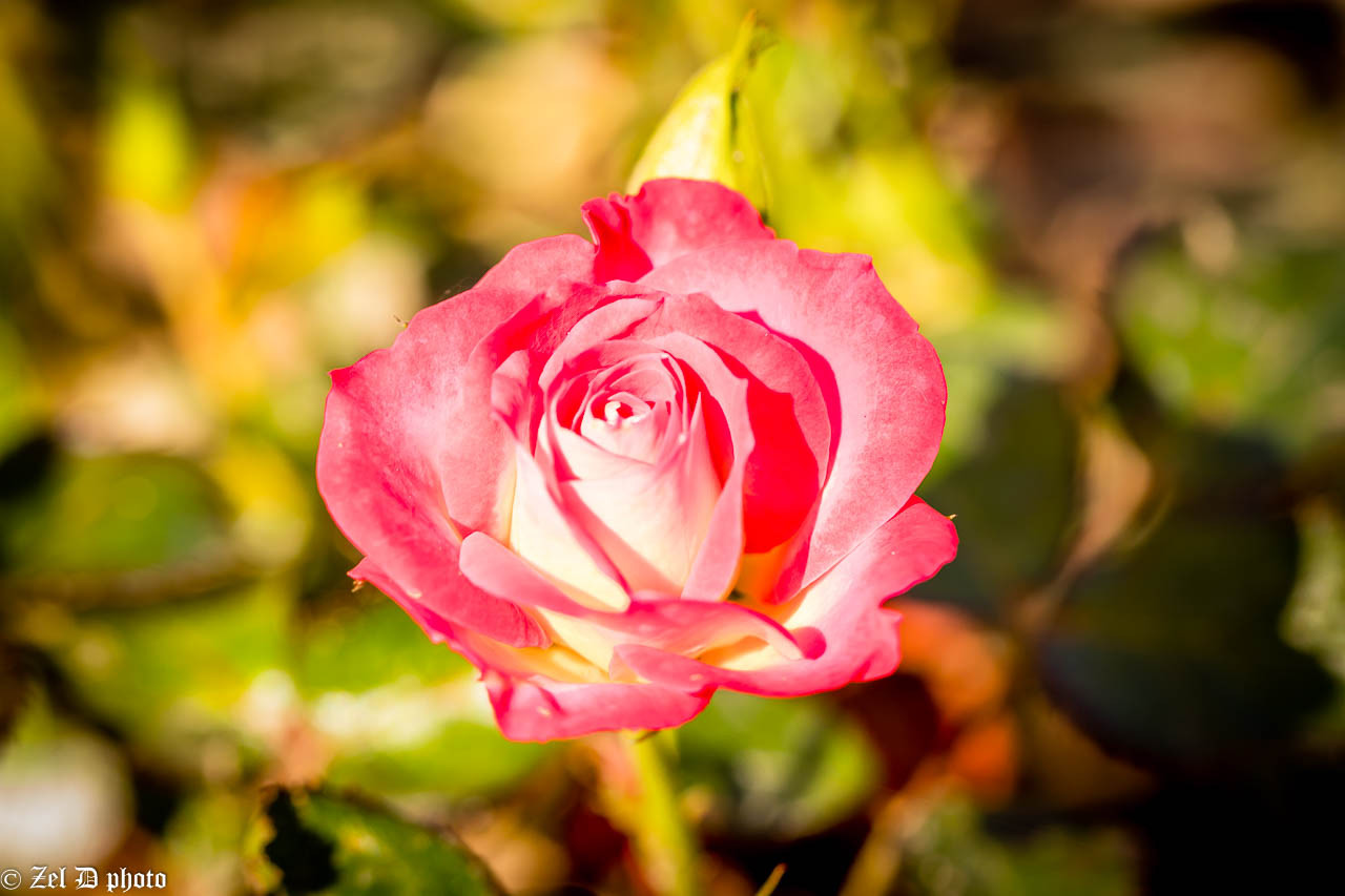 Fonds d'cran Nature Fleurs 