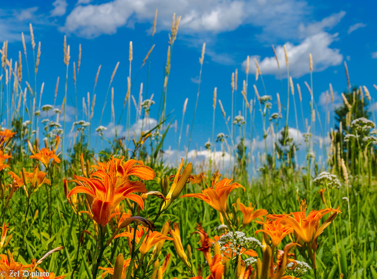 Fonds d'cran Nature Fleurs 