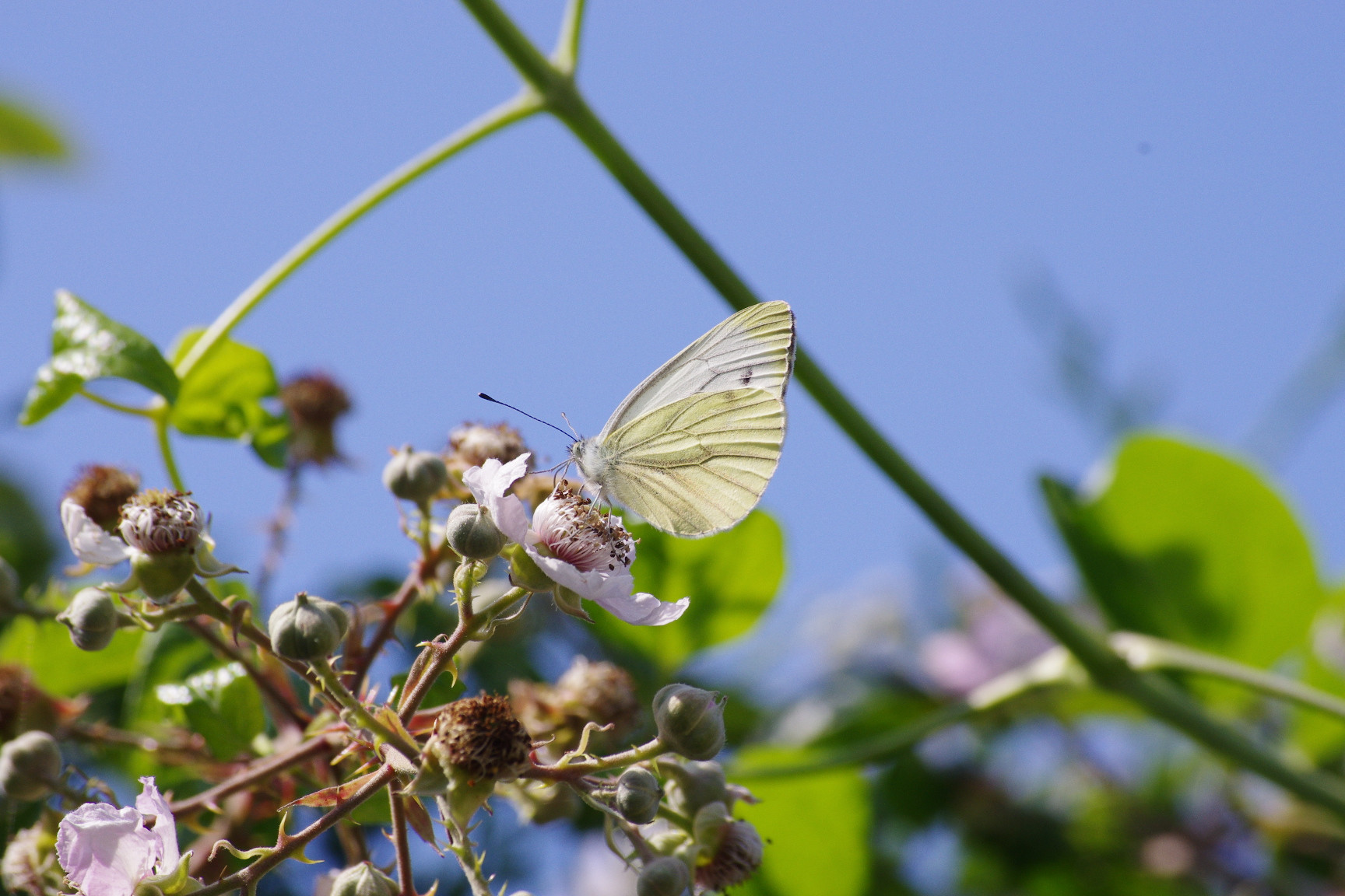 Wallpapers Animals Insects - Butterflies papillon et fleurs