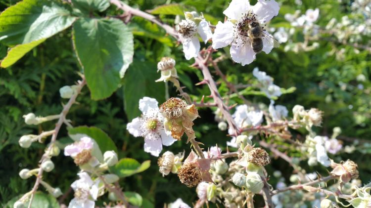 Fonds d'cran Animaux Insectes - Abeilles Gupes ... fleurs et abeille