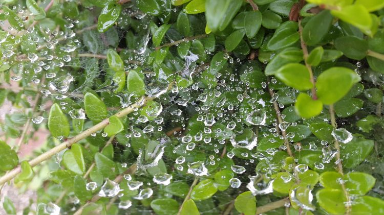 Wallpapers Nature Water - Drops gouttes de pluie sur toile d'araignée