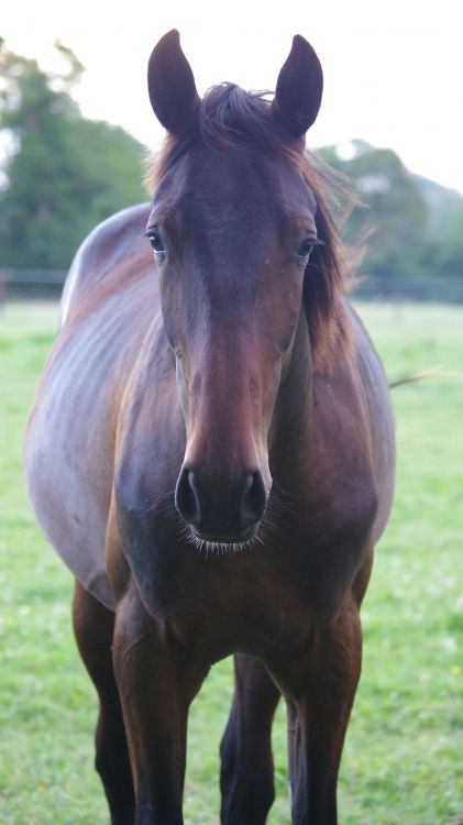 Fonds d'cran Animaux Chevaux Wallpaper N461945