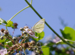  Animals papillon et fleurs