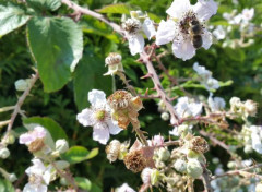  Animaux fleurs et abeille