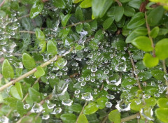  Nature gouttes de pluie sur toile d'araignée