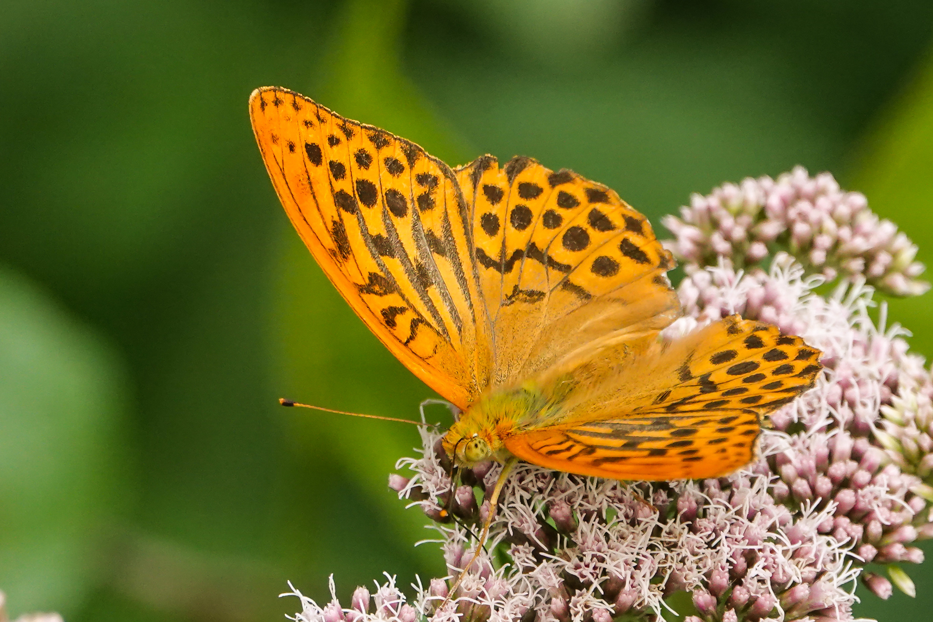 Fonds d'cran Animaux Insectes - Papillons 