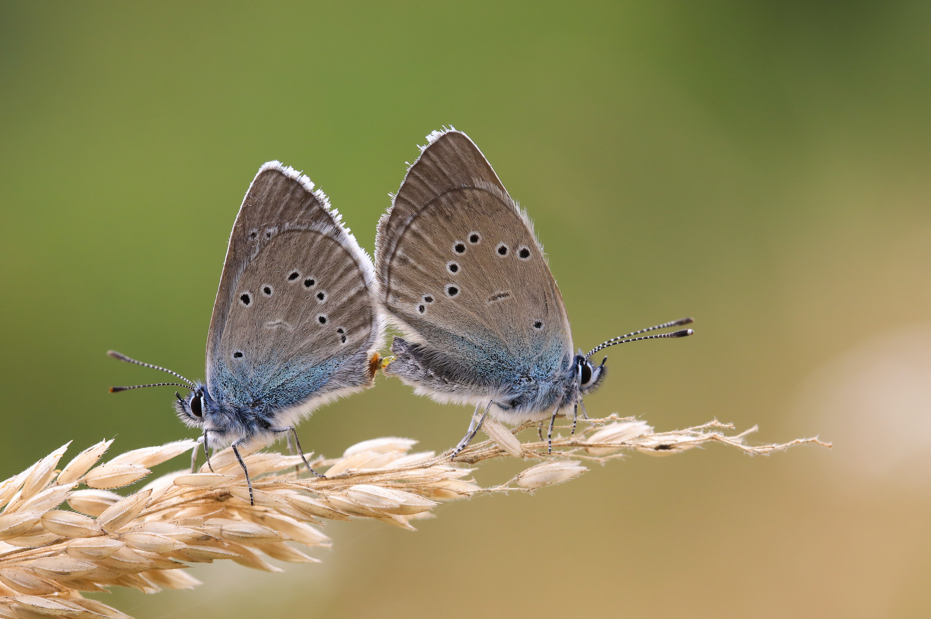 Wallpapers Animals Insects - Butterflies 