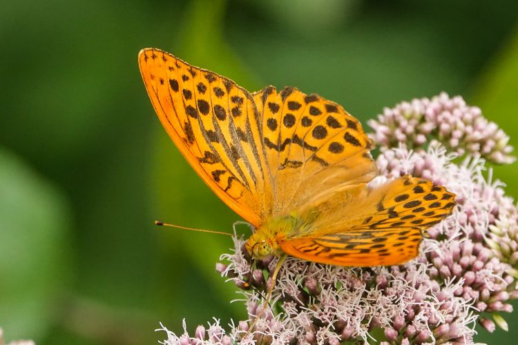 Fonds d'cran Animaux Insectes - Papillons Wallpaper N461952