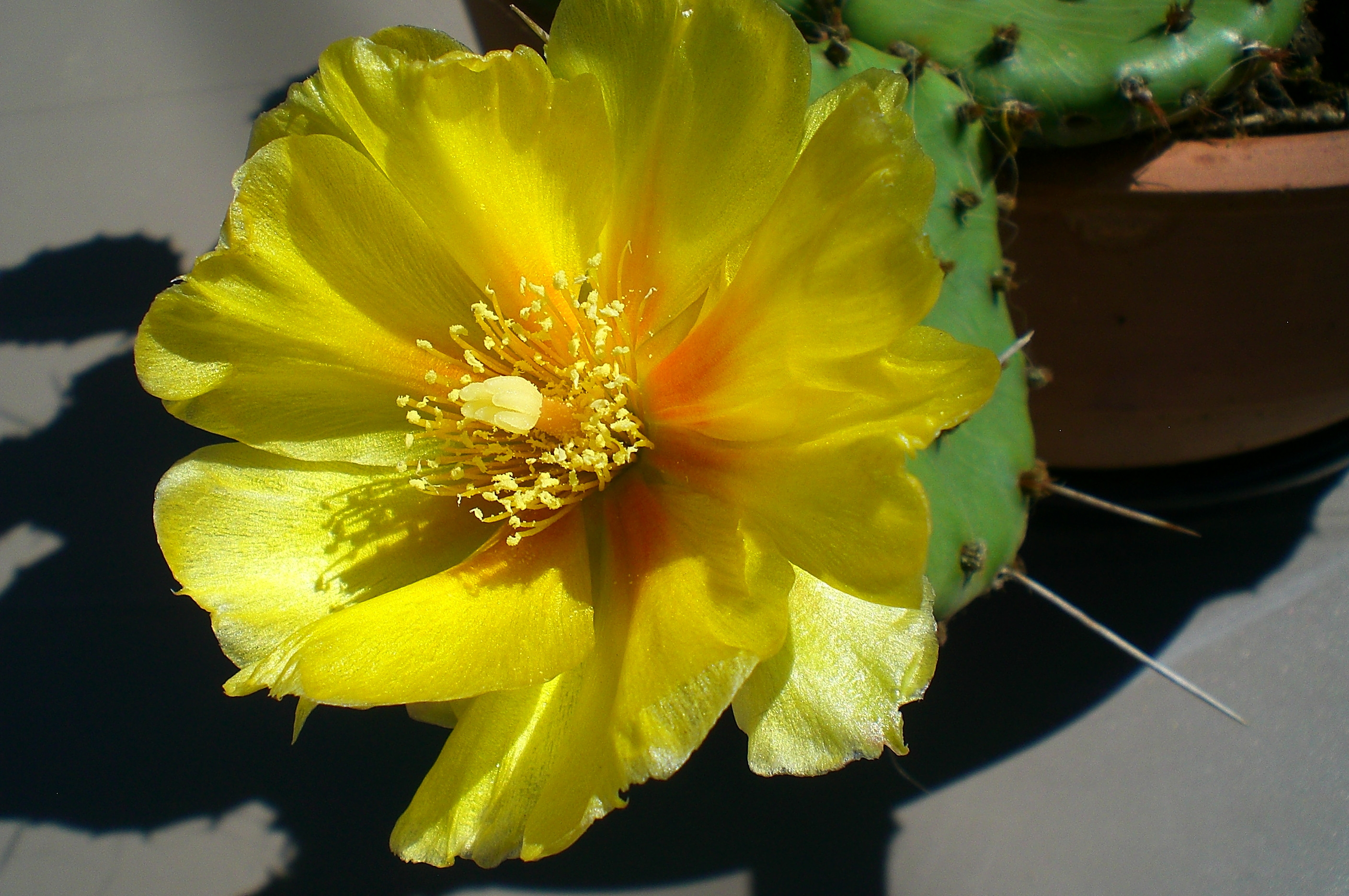 Fonds d'cran Nature Cactus 