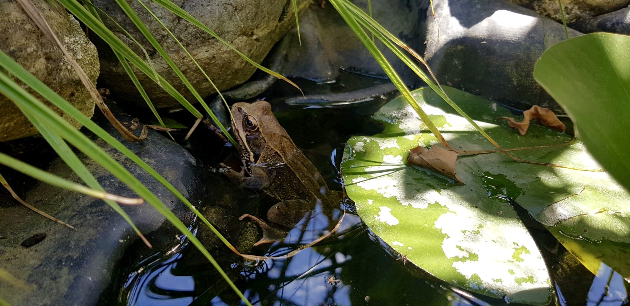 Wallpapers Animals Frogs - Toads baignade dans mon bassin