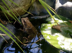  Animals baignade dans mon bassin