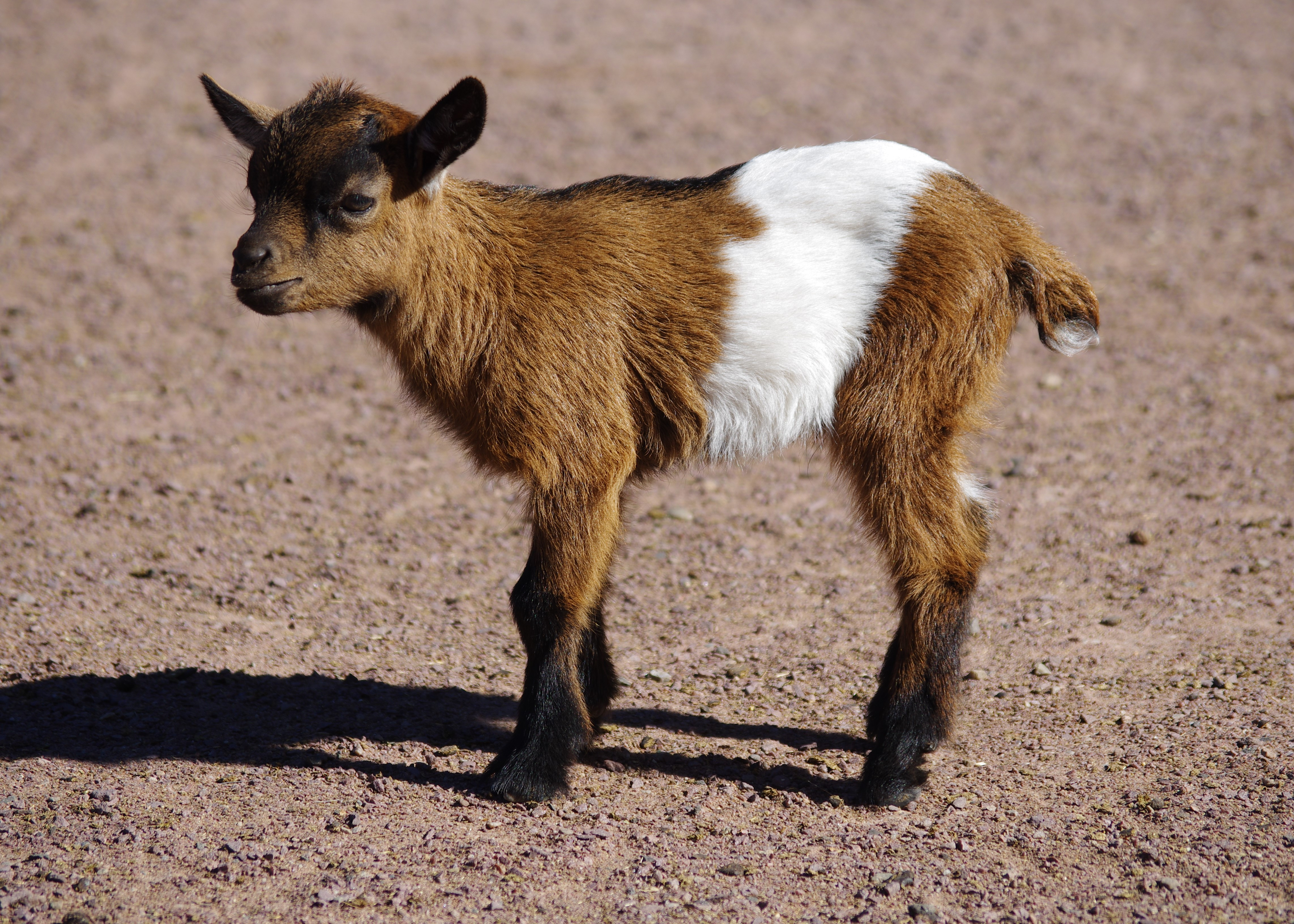 Fonds d'cran Animaux Chvres CHEVREAU