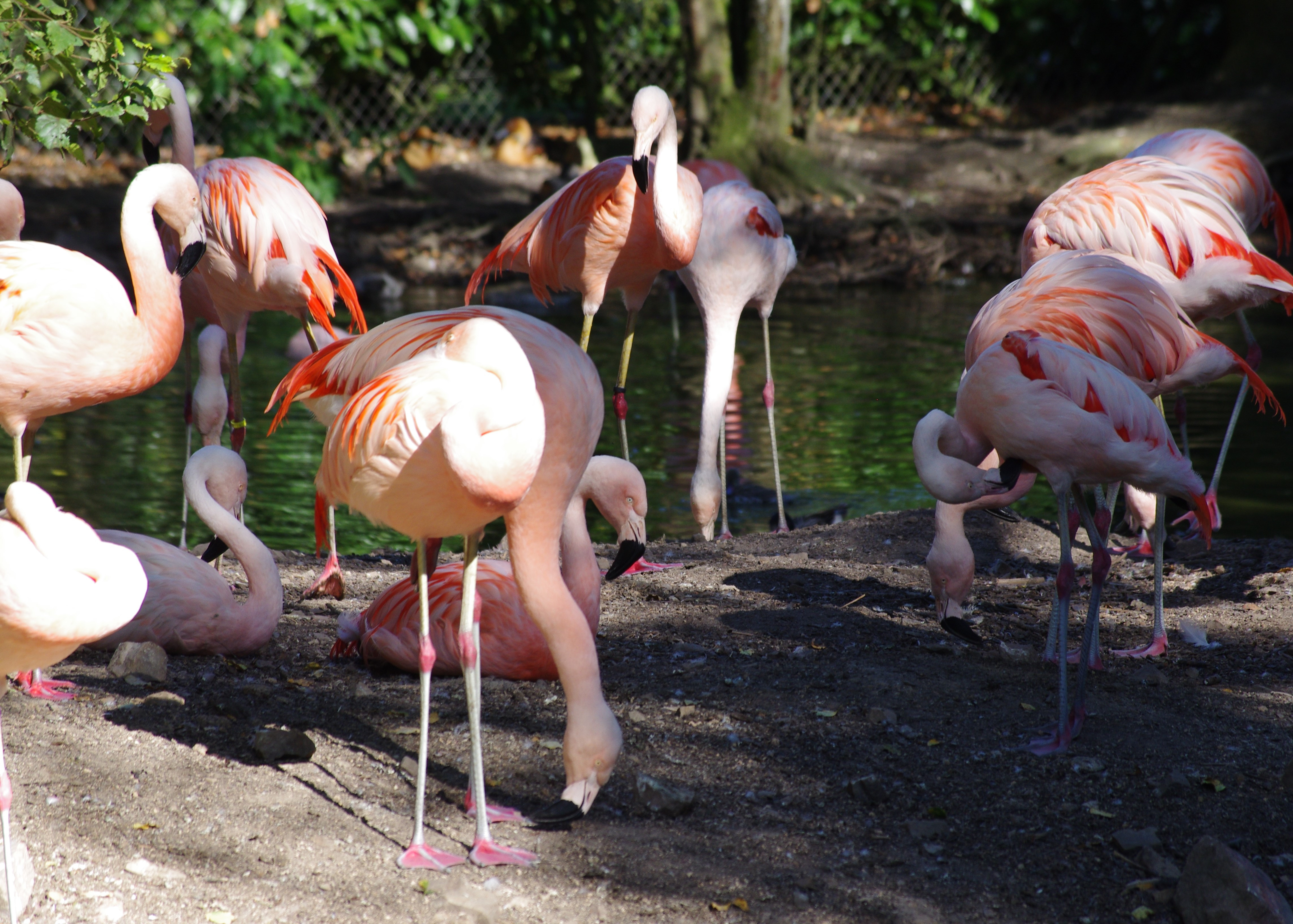 Wallpapers Animals Birds - Flamingos 