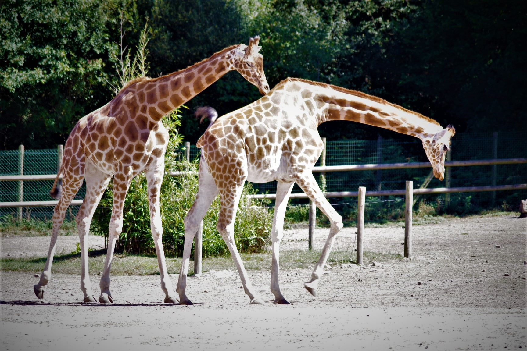 Fonds d'cran Animaux Girafes 