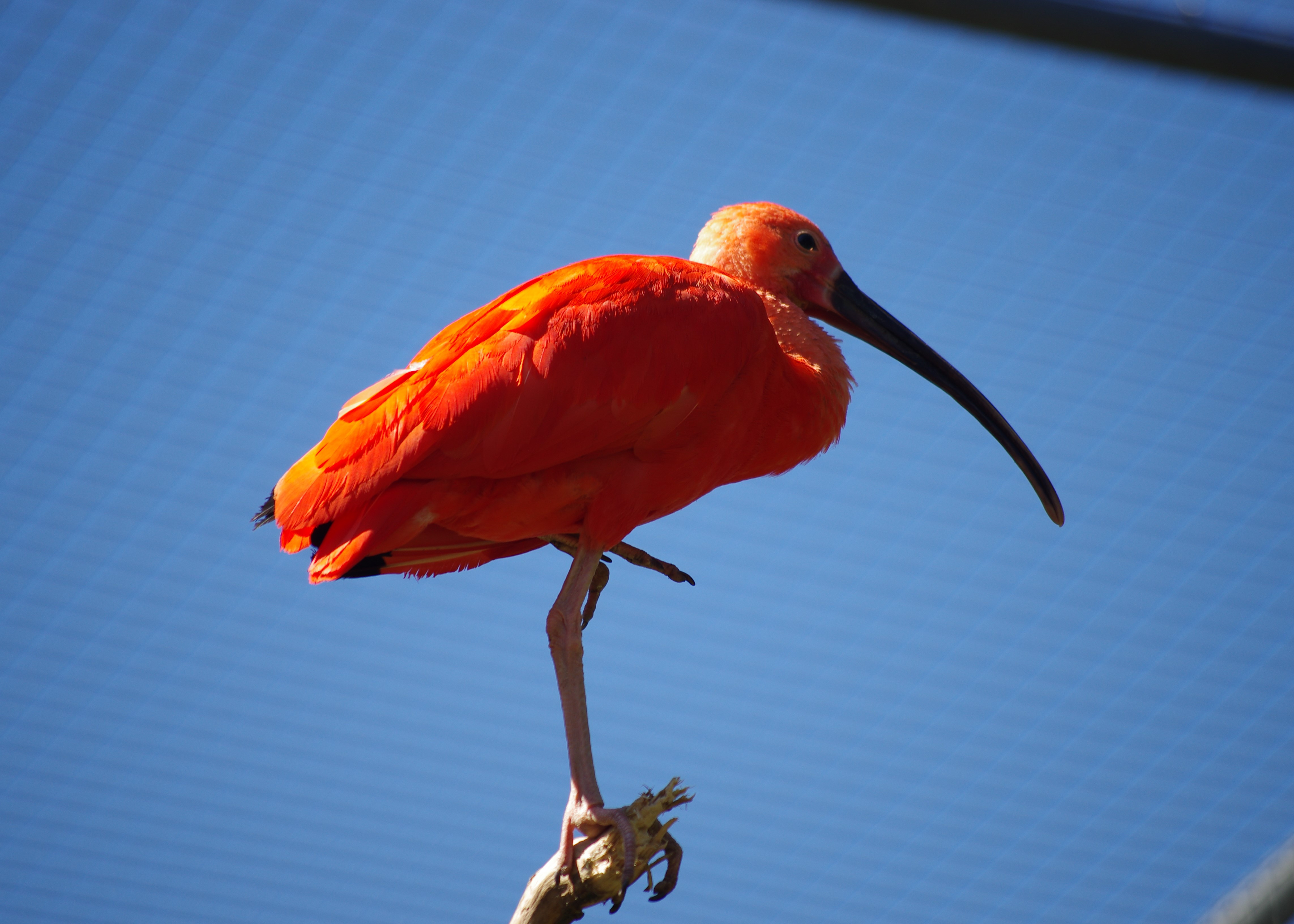 Fonds d'cran Animaux Oiseaux - Ibis ibis rouge