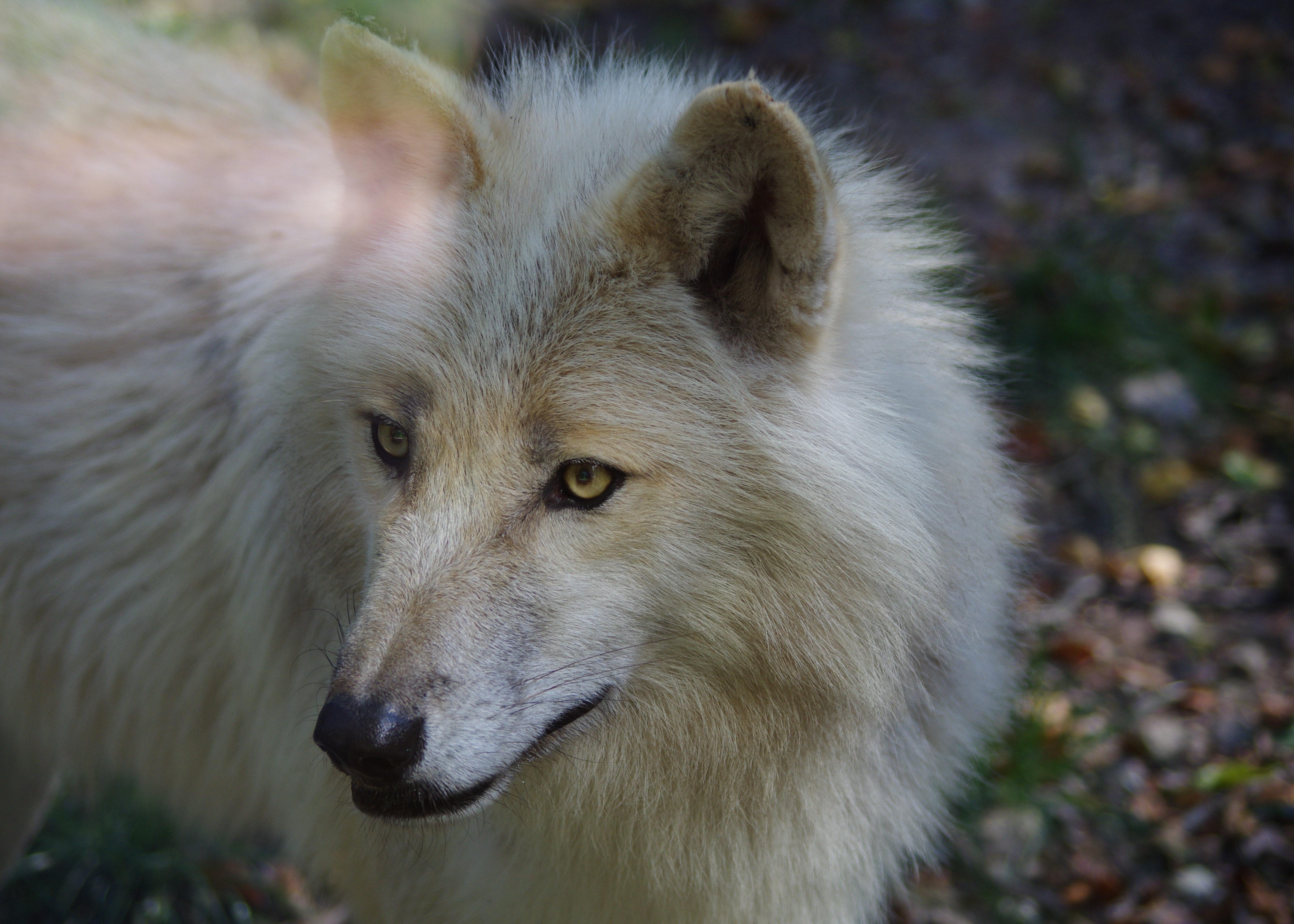 Fonds d'cran Animaux Loups 