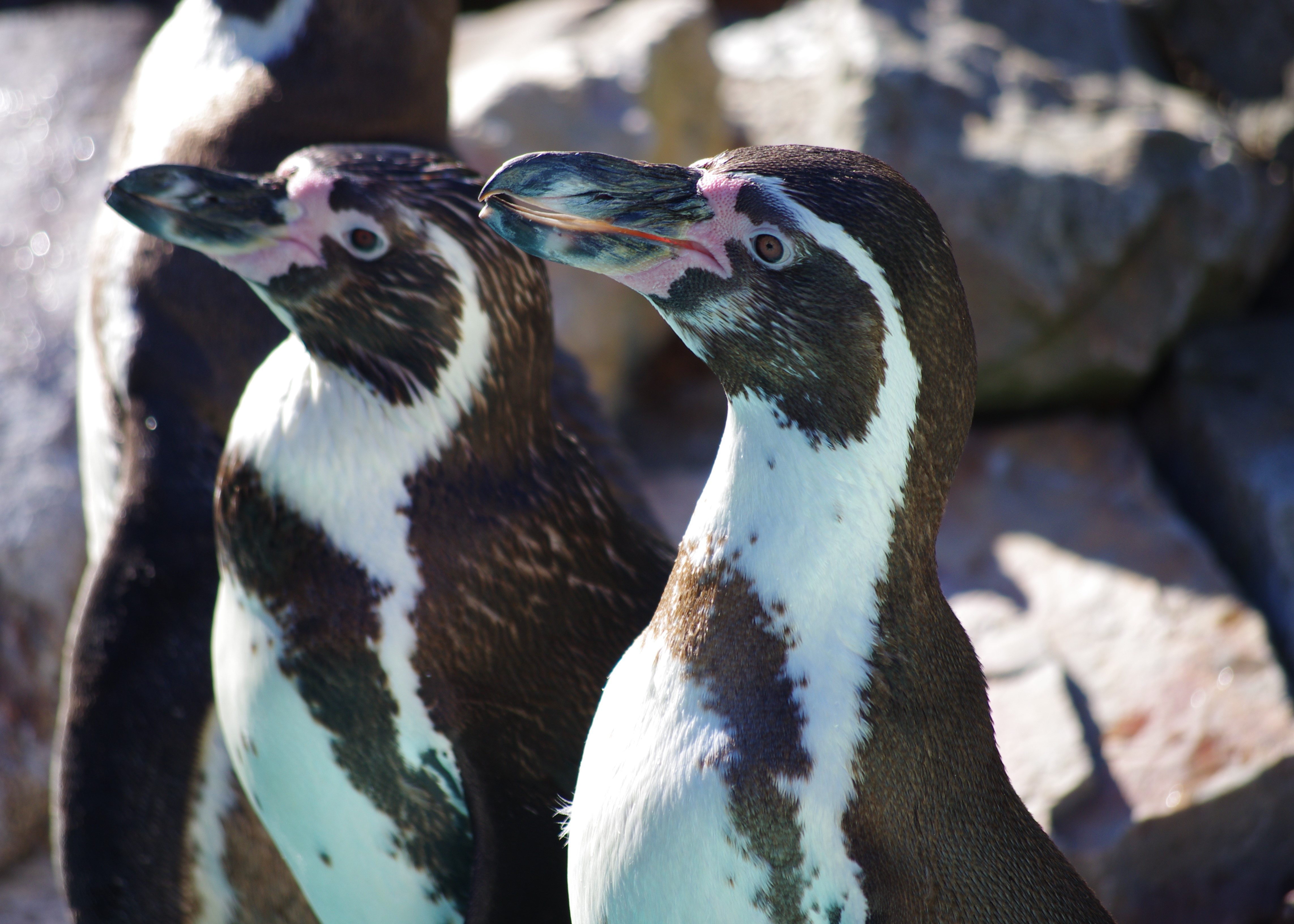 Fonds d'cran Animaux Oiseaux - Manchots 