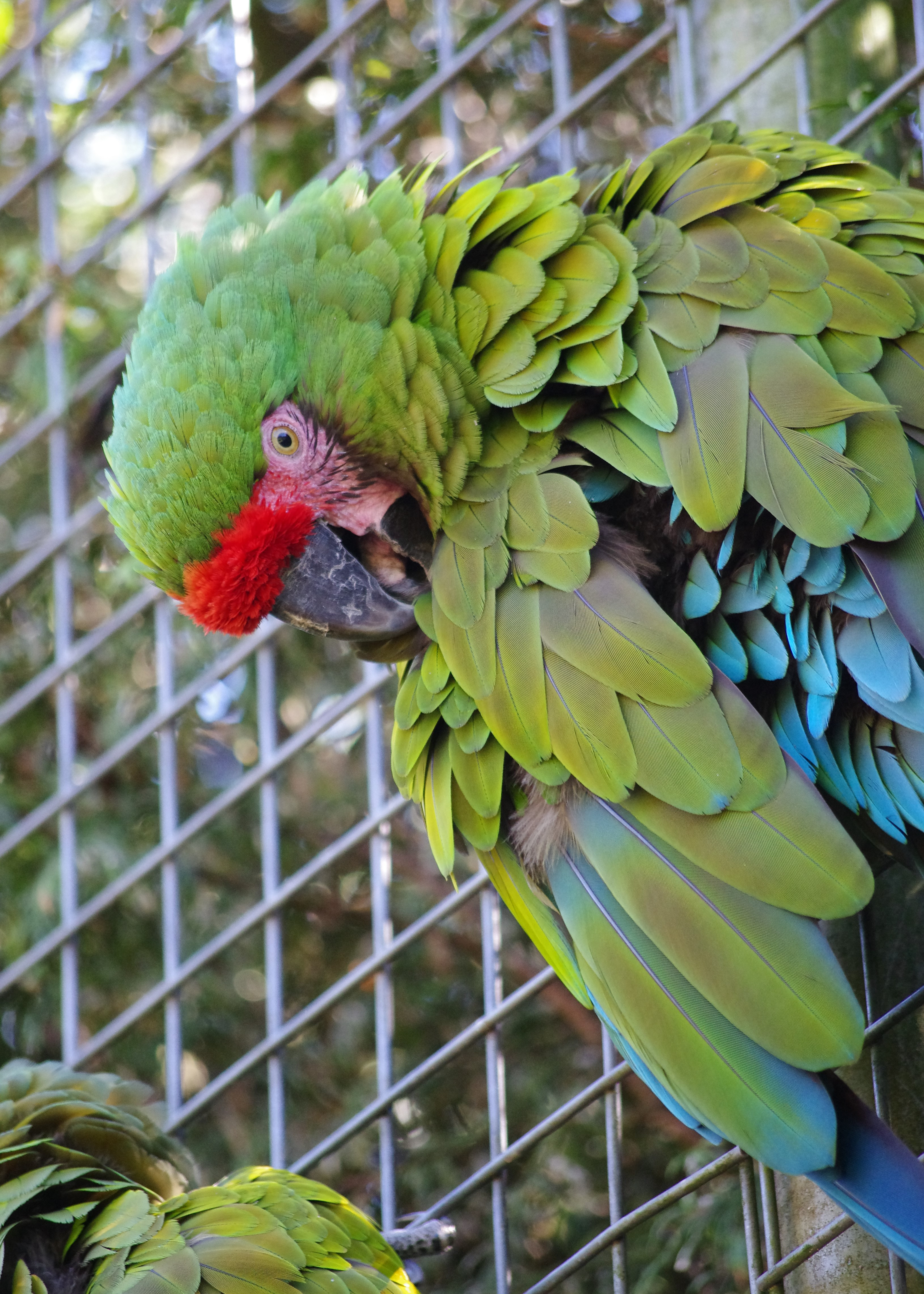 Fonds d'cran Animaux Oiseaux - Perroquets 