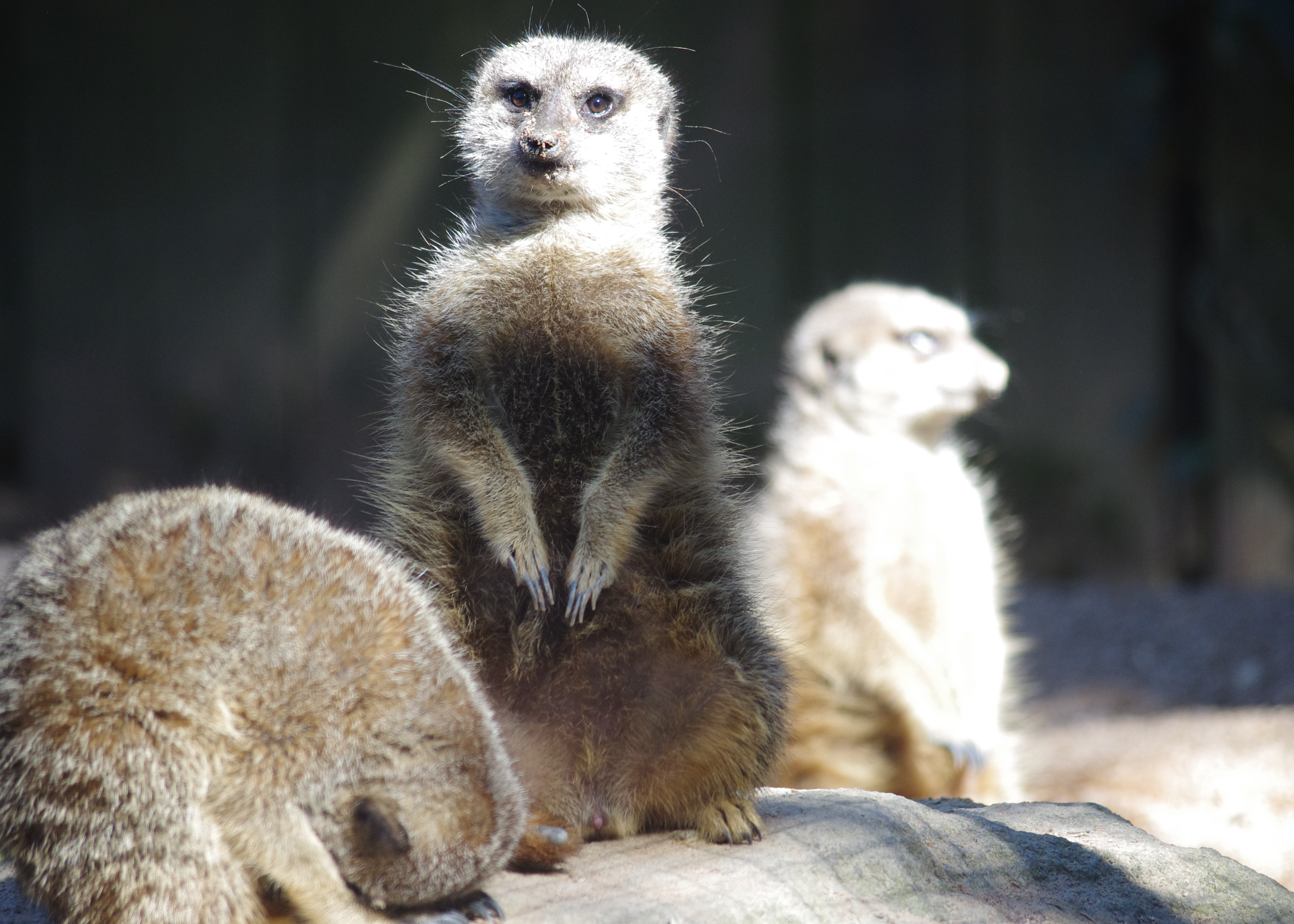 Fonds d'cran Animaux Suricates 