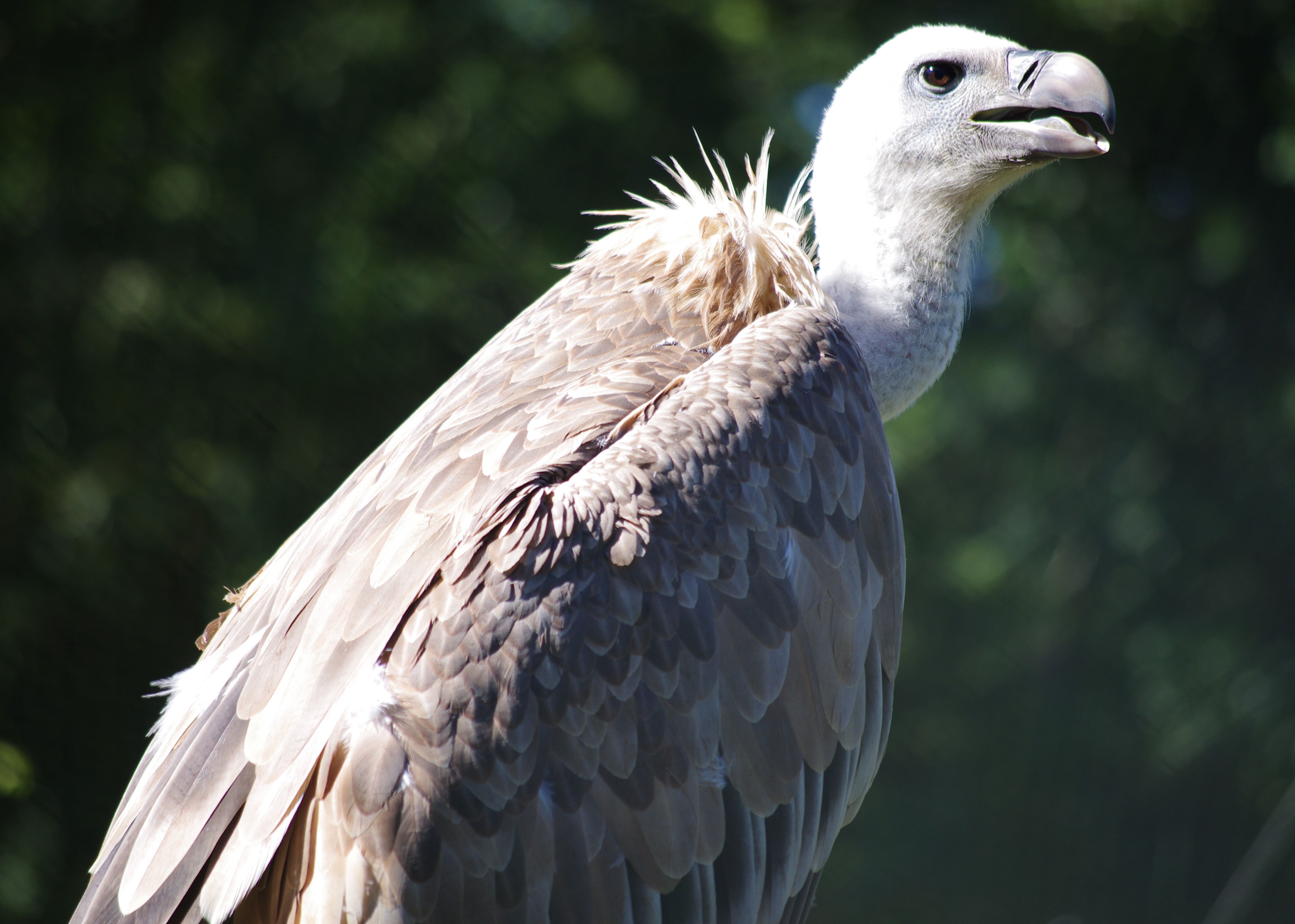 Fonds d'cran Animaux Oiseaux - Vautours 