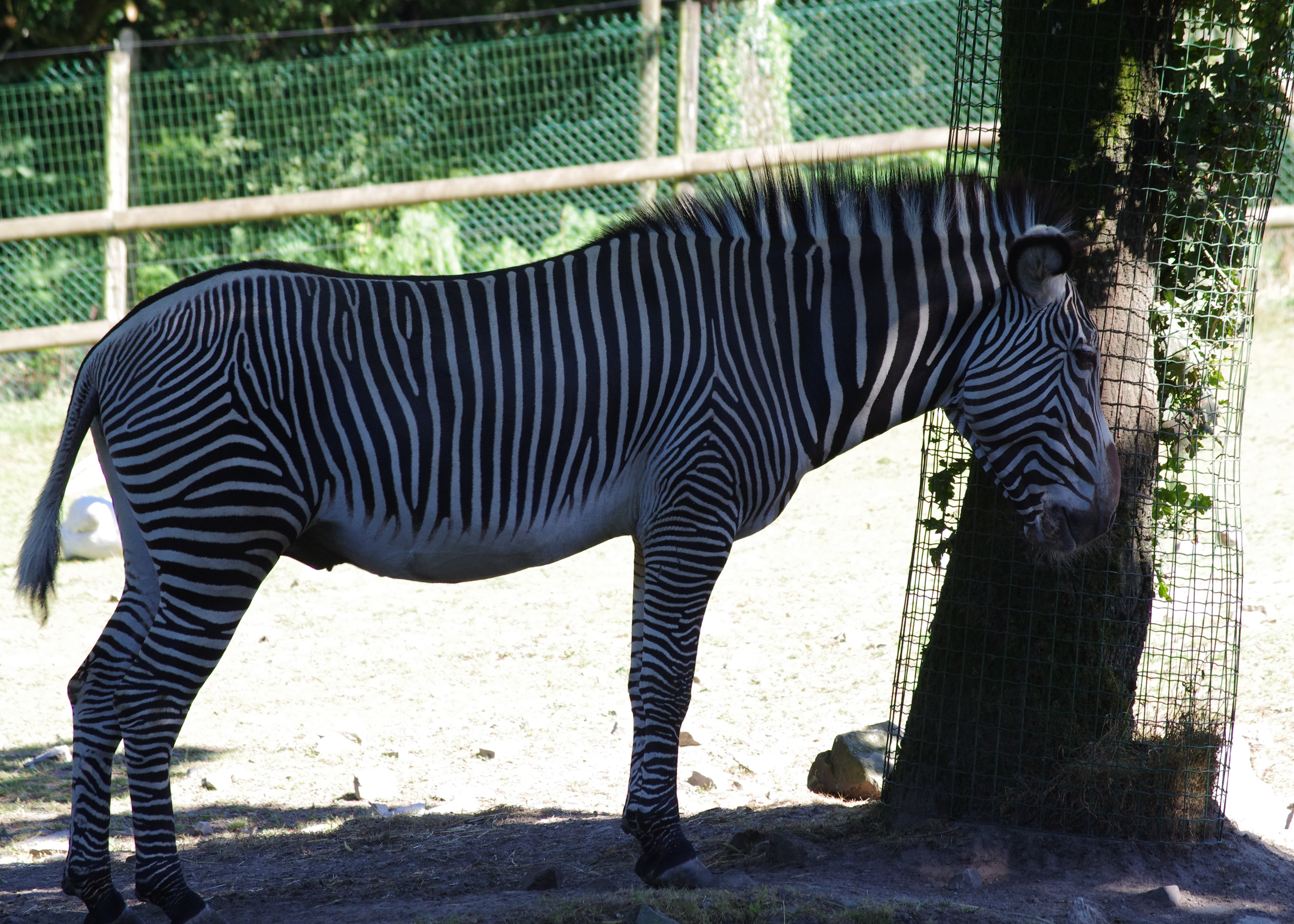 Fonds d'cran Animaux Zbres 