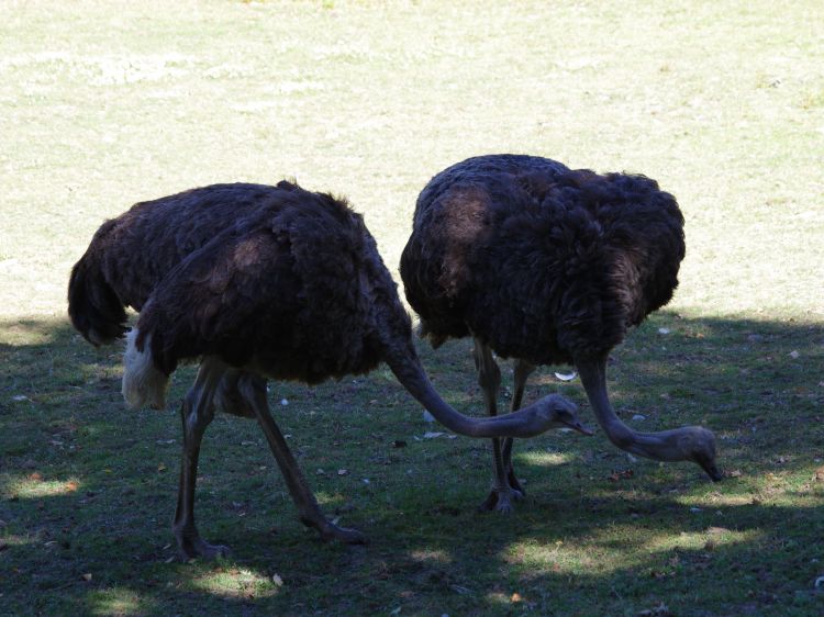 Wallpapers Animals Birds - Ostriches and Emus Wallpaper N462111