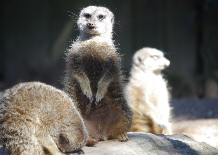 Fonds d'cran Animaux Suricates Wallpaper N462121