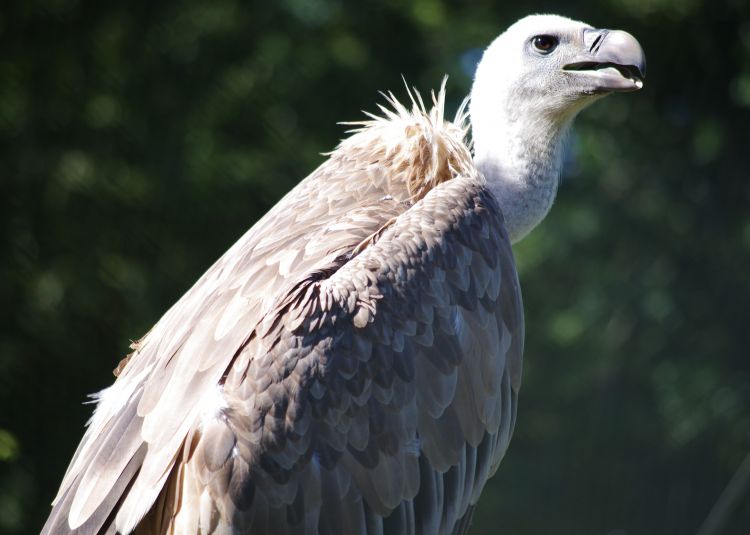 Fonds d'cran Animaux Oiseaux - Vautours Wallpaper N462122