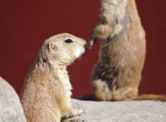  Animaux chiens de prairie