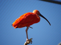  Animals ibis rouge