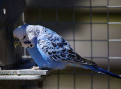  Animaux oiseau australien