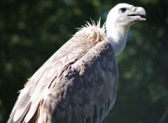  Animaux Image sans titre N462122