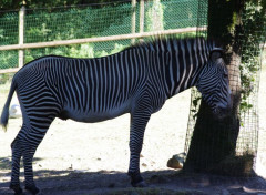  Animaux Image sans titre N462123