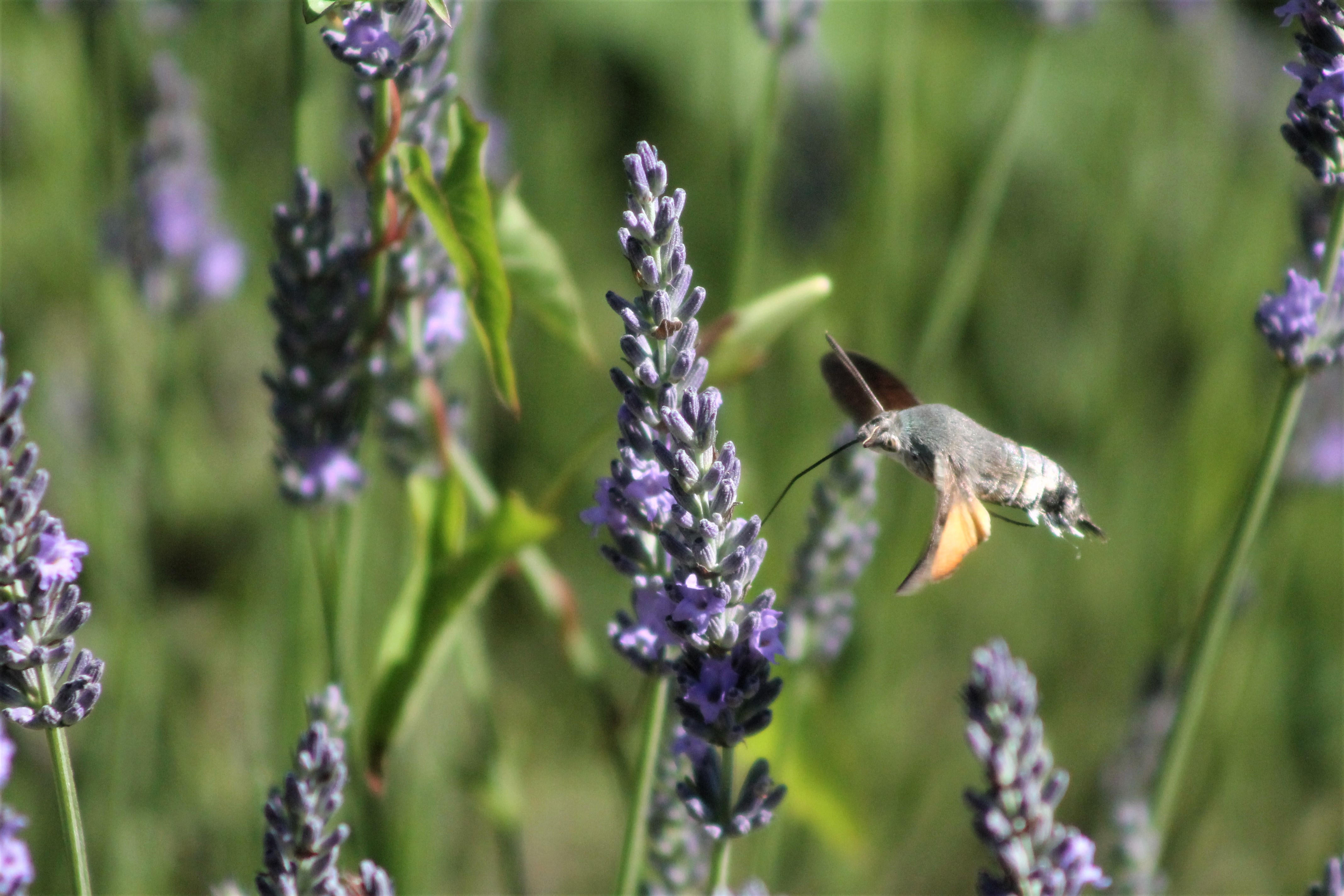 Fonds d'cran Animaux Insectes - Papillons 