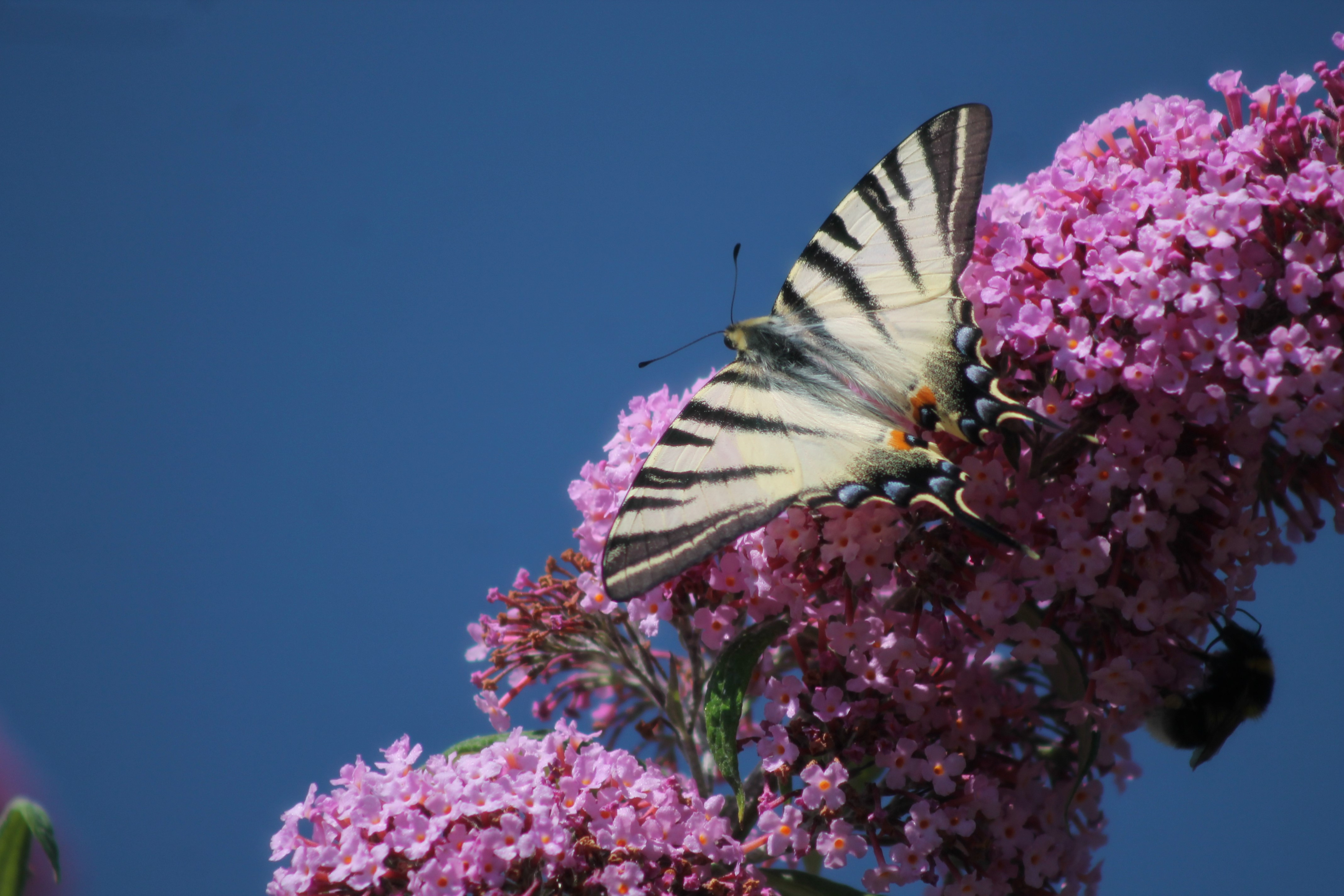 Fonds d'cran Animaux Insectes - Papillons 