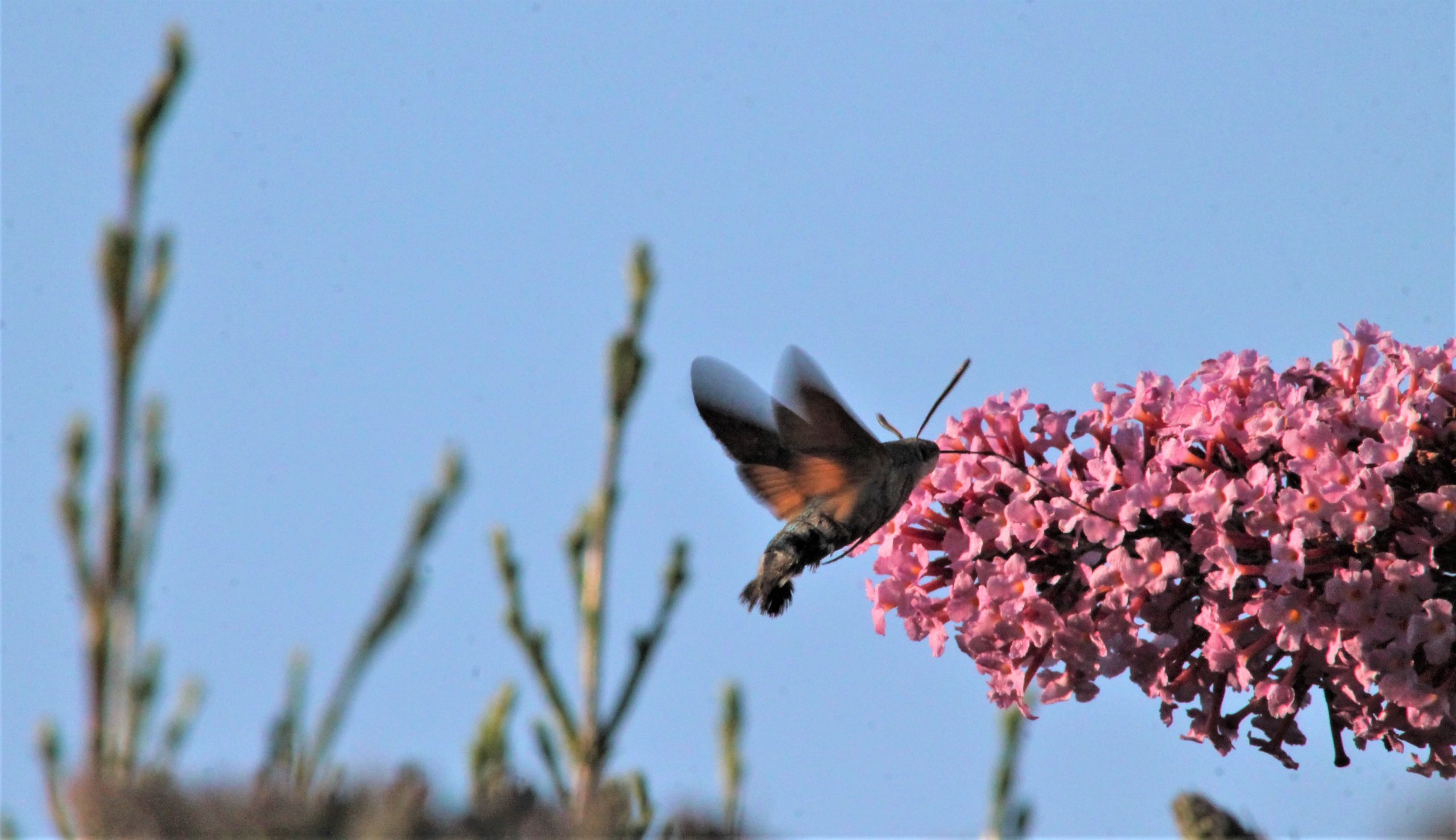 Fonds d'cran Animaux Insectes - Papillons 