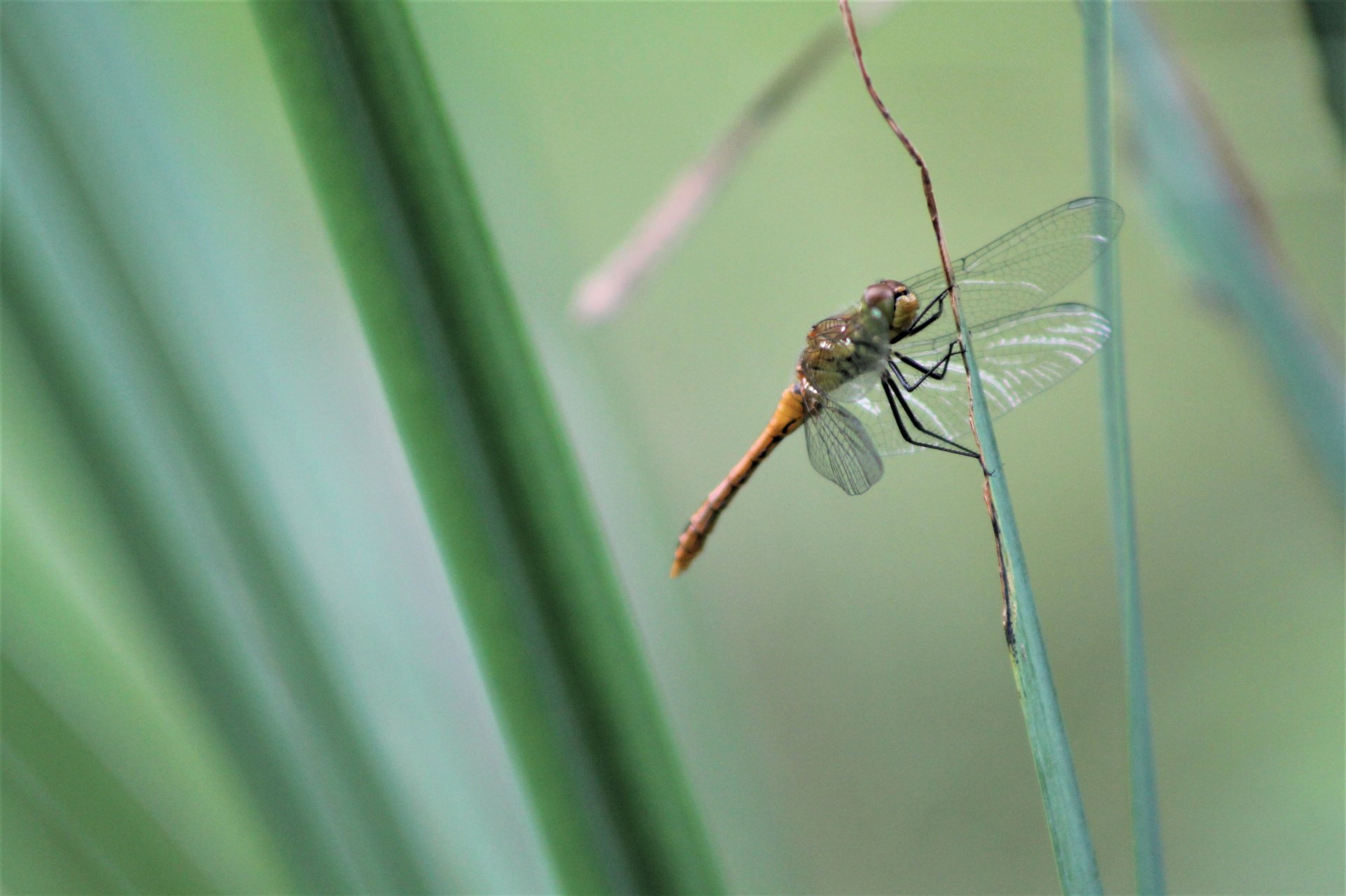 Fonds d'cran Animaux Insectes - Libellules 