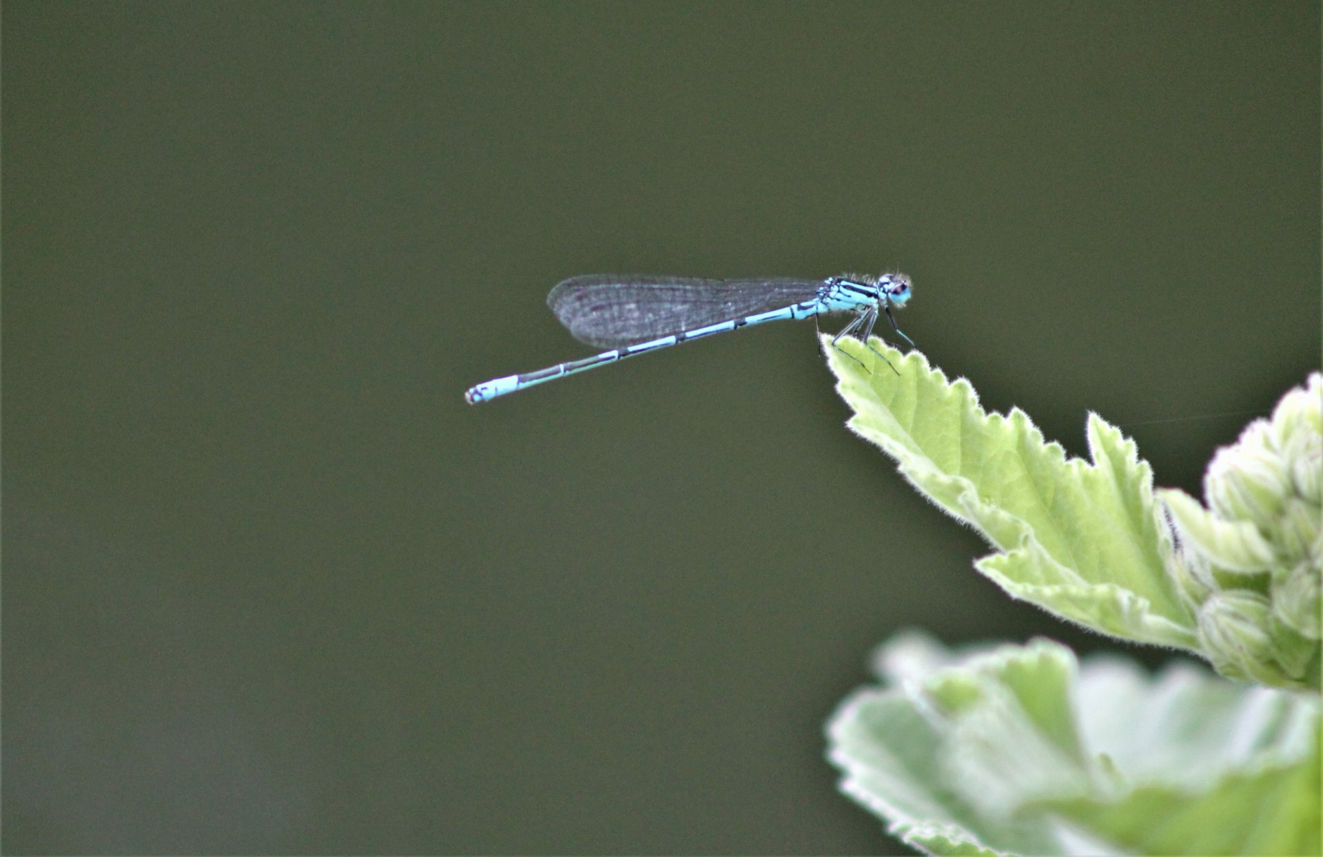 Fonds d'cran Animaux Insectes - Libellules 