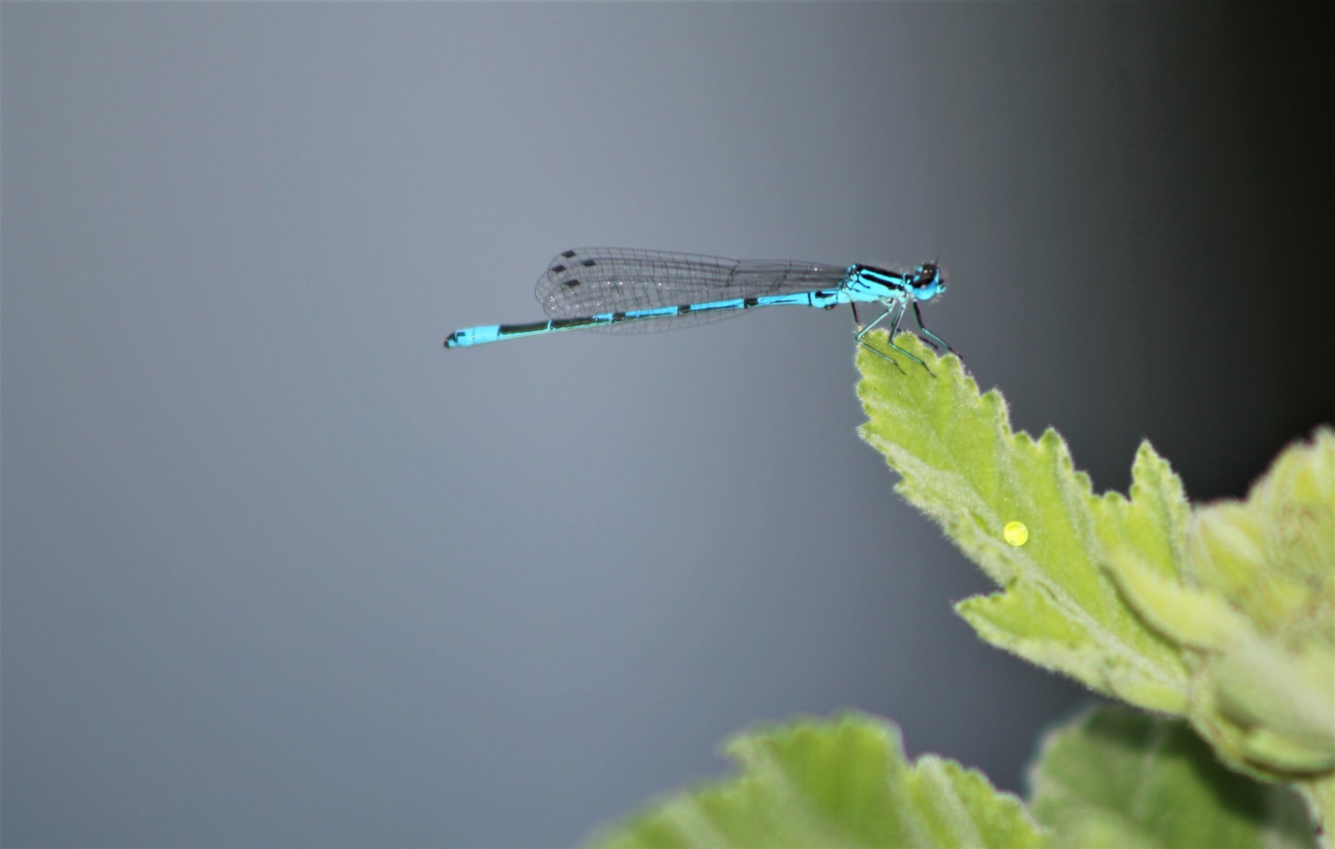 Fonds d'cran Animaux Insectes - Libellules 