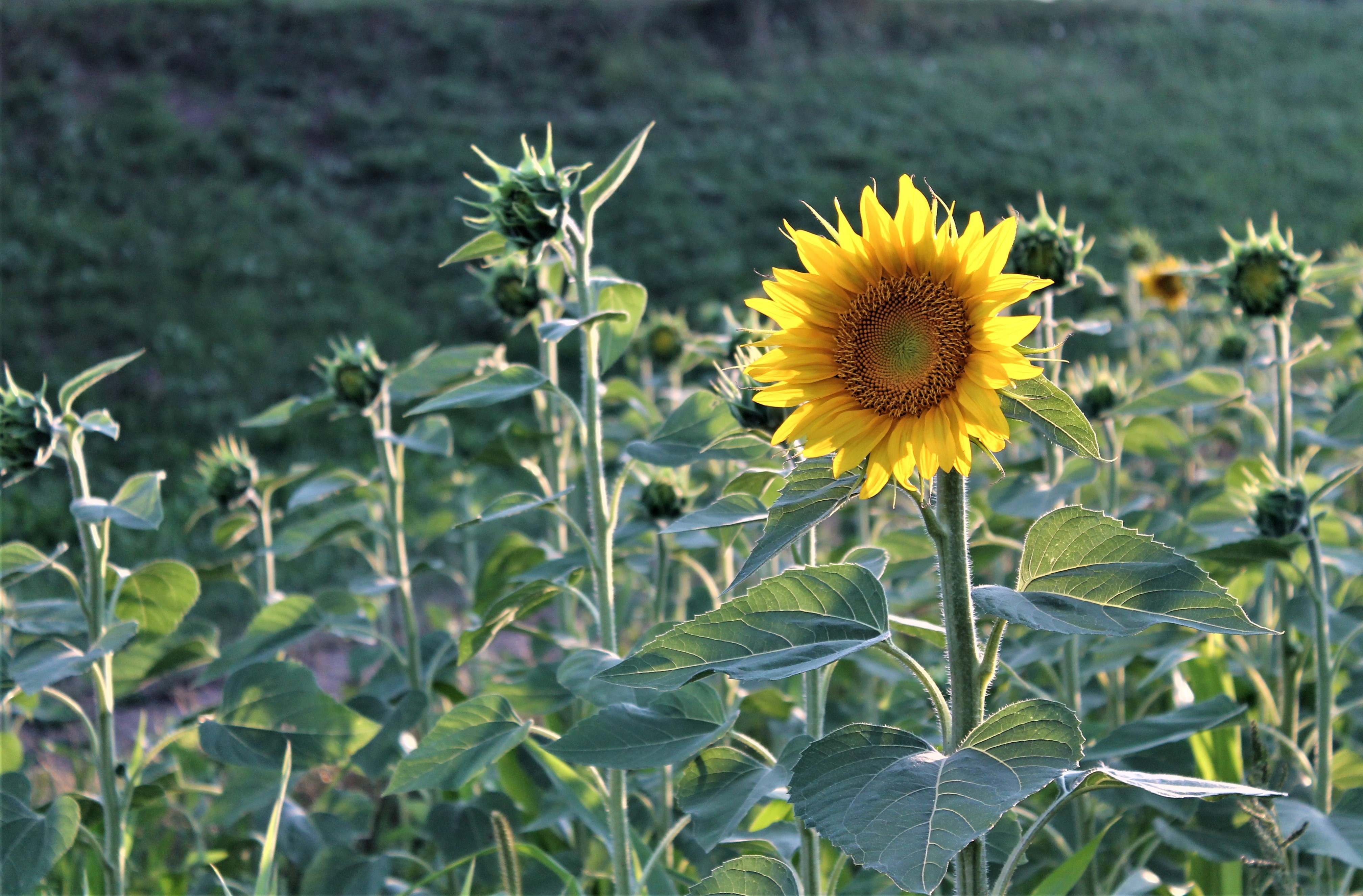 Fonds d'cran Nature Champs - Prairies 