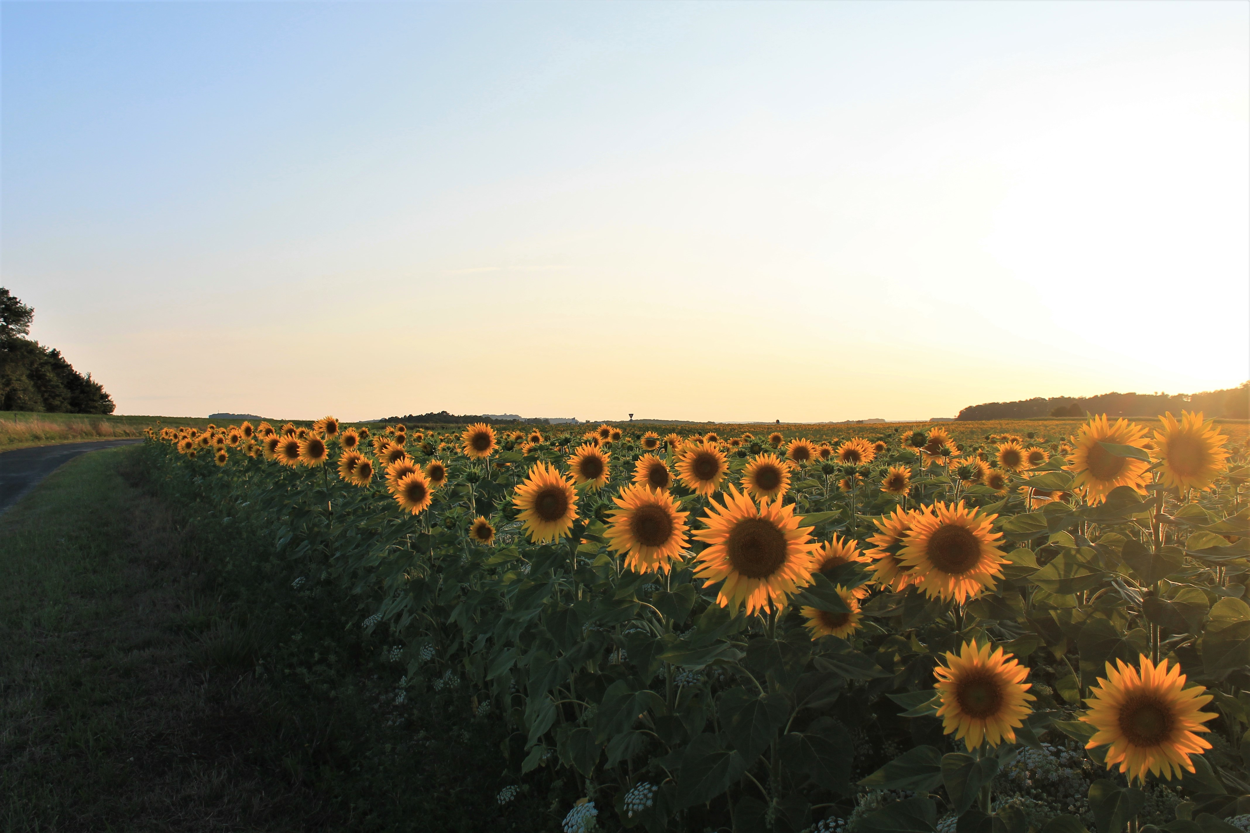 Wallpapers Nature Fields 