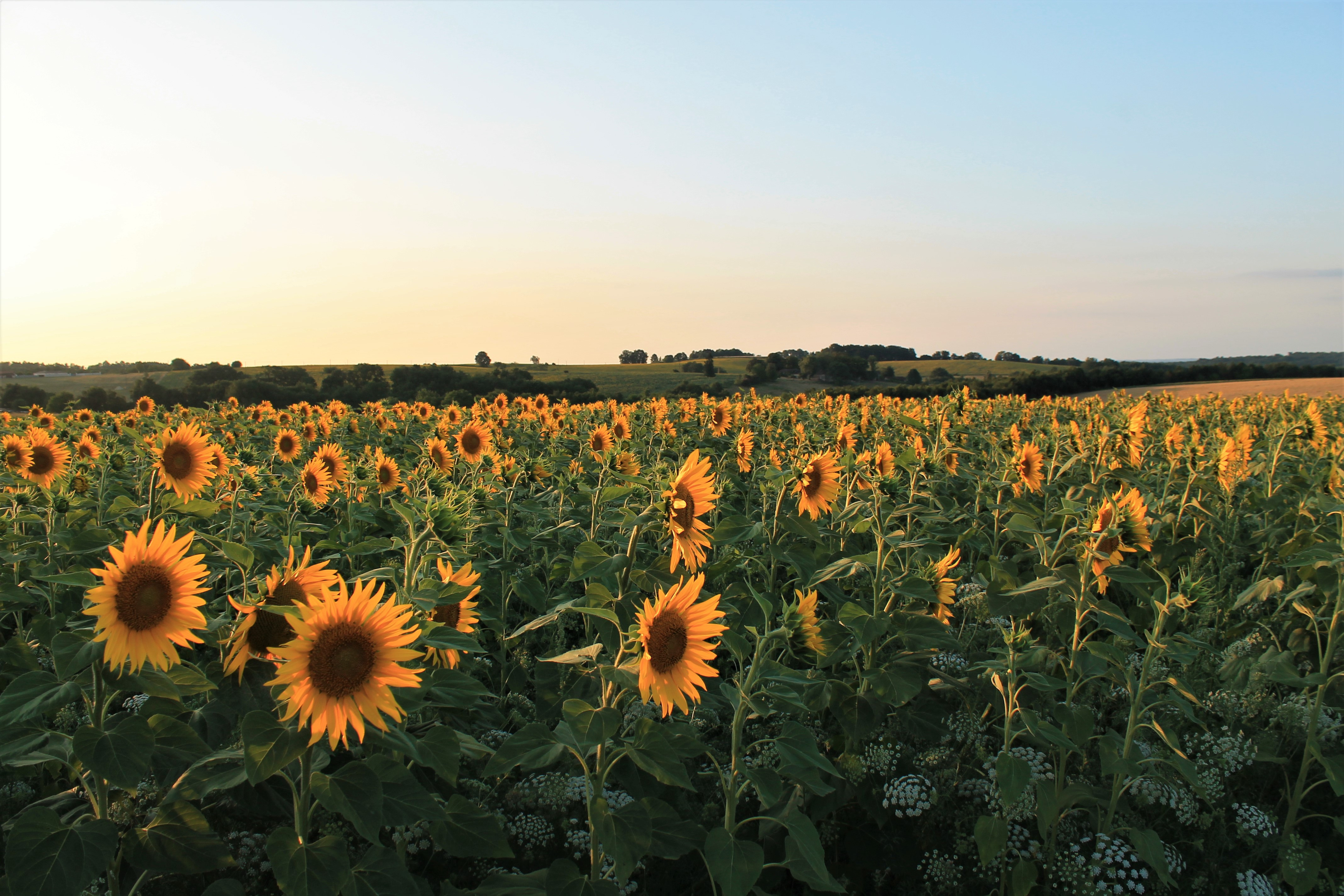 Fonds d'cran Nature Champs - Prairies 