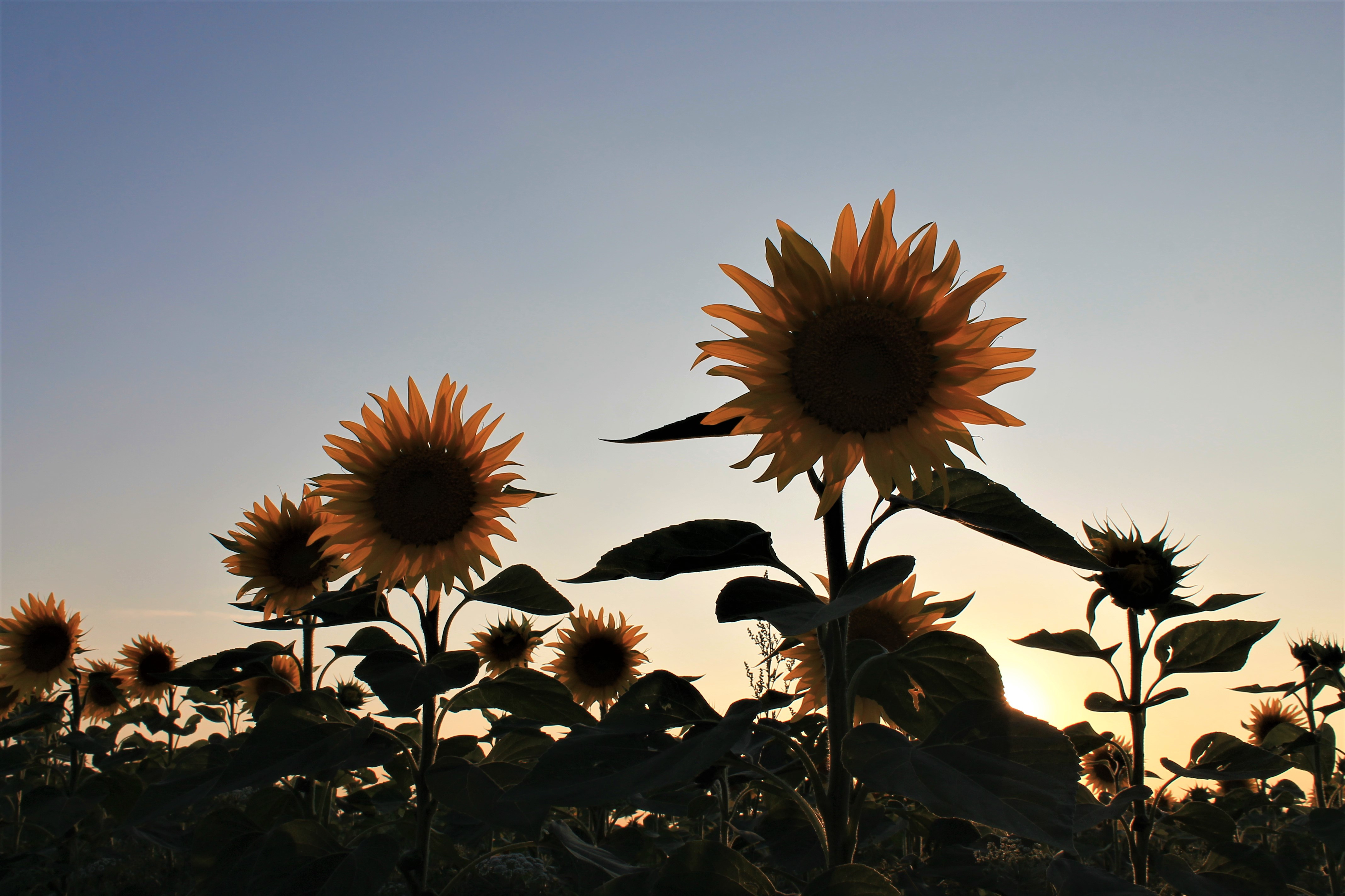 Fonds d'cran Nature Champs - Prairies 