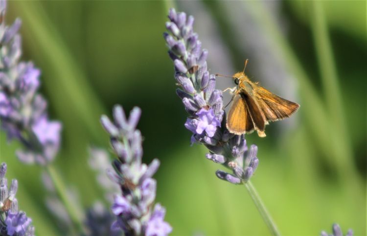 Fonds d'cran Animaux Insectes - Papillons Wallpaper N462171