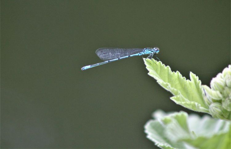 Fonds d'cran Animaux Insectes - Libellules Wallpaper N462173