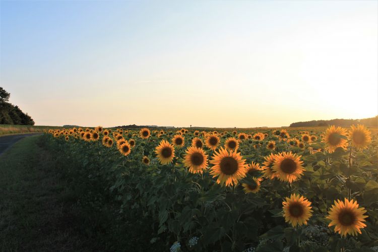 Fonds d'cran Nature Champs - Prairies Wallpaper N462176