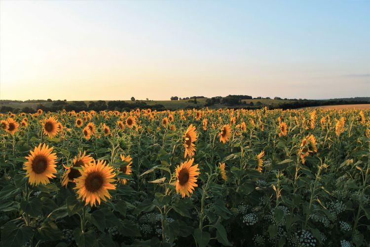 Fonds d'cran Nature Champs - Prairies Wallpaper N462177