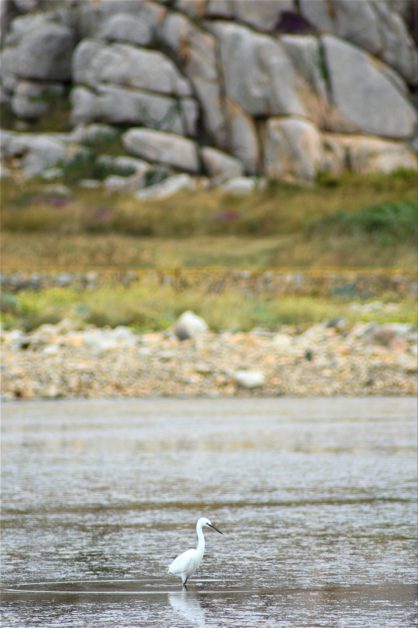 Wallpapers Animals Birds - Egrets 